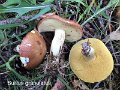 Suillus granulatus-amf318